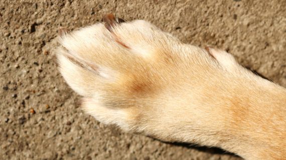 how to clean dog paws